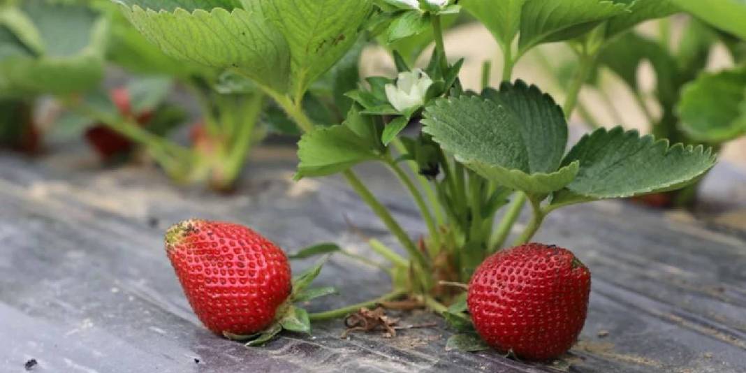 Sıcaklıklar arttı hasat başladı: Kadınların emeğiyle bölge ekonomisine katkıda bulunuyor 4